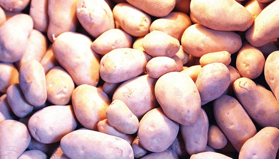 Bumper production turns bane for potato farmers 