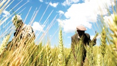World food prices continue to fall 
