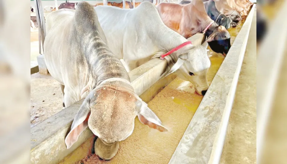 Animal feed industry needs policy support to shore up growth