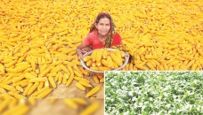 Maize topples tobacco as top Rangpur crop 