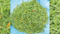 Steps for taming down green chilli’s price: Ministry 