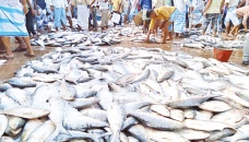 Fishermen happy over good catch of hilsa 