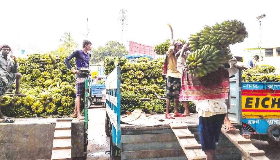 Banana farming burgeons in hilly dists 