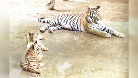 Tiger cubs waiting to enthrall visitors at Dhaka Zoo 