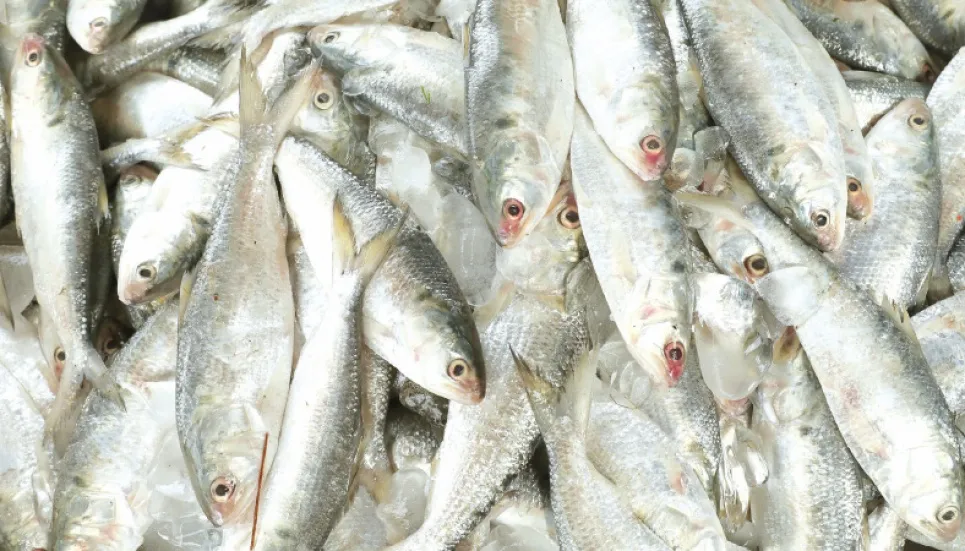 Middlemen grab hilsa trade 