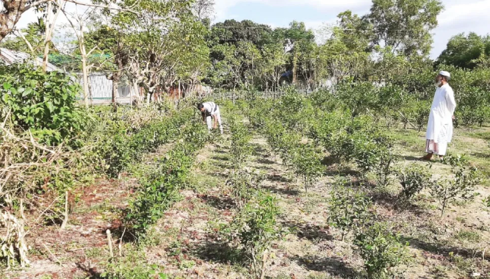 Tea cultivation gains momentum in Mymensingh 