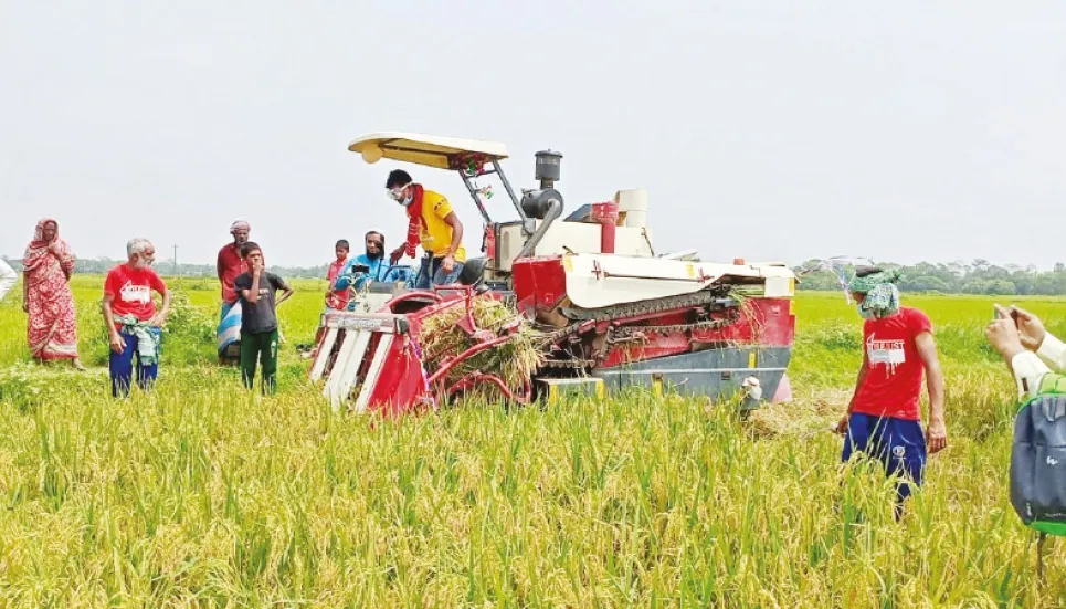 Boro harvest brings smile to haor farmers 