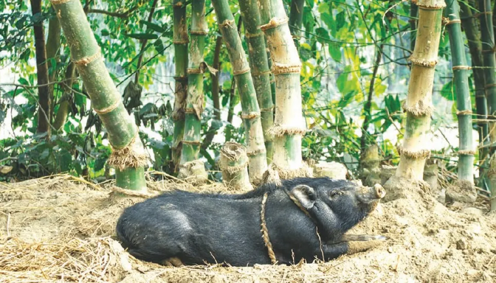 Pig farming gets popular to cater to silent Bangladesh market 