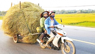 Vietnam may cut rice production area due to low prices 