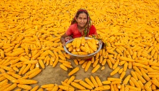 Bangladesh sees amazing maize yield 