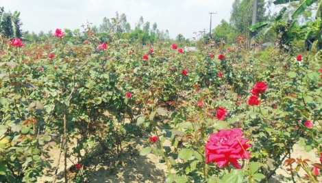 Rose brings prosperity to Cox’s Bazar farmers 