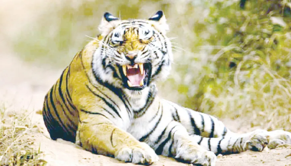 India’s ‘project tiger’ to boost economy 