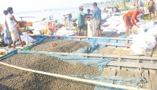 Snail poaching threatens Chalan Beel’s biodiversity 