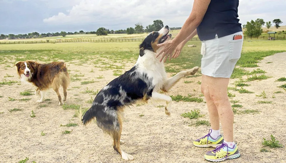 Briton can evacuate 200 dogs and cats from Kabul, UK rules