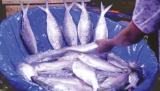 Hilsa prices rise as catch from the Padma dries up