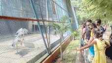 Visitors throng Dhaka Zoo on first day of reopening