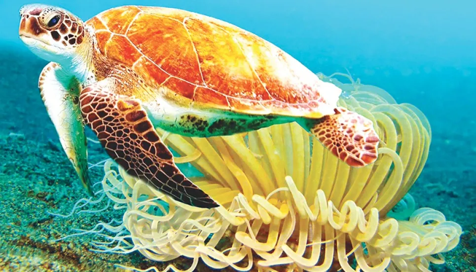 Why do turtles live so long?