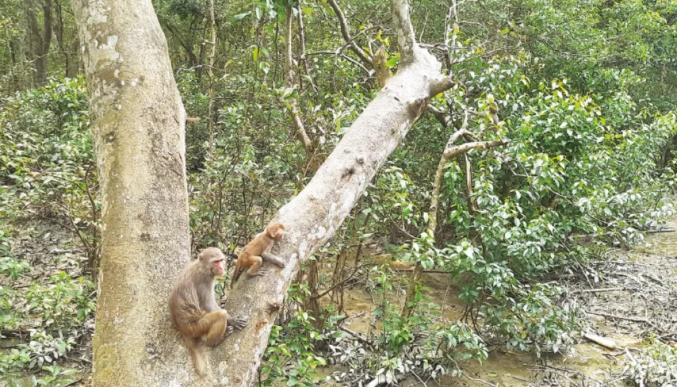 Sundarbans to reopen tomorrow for tourists 