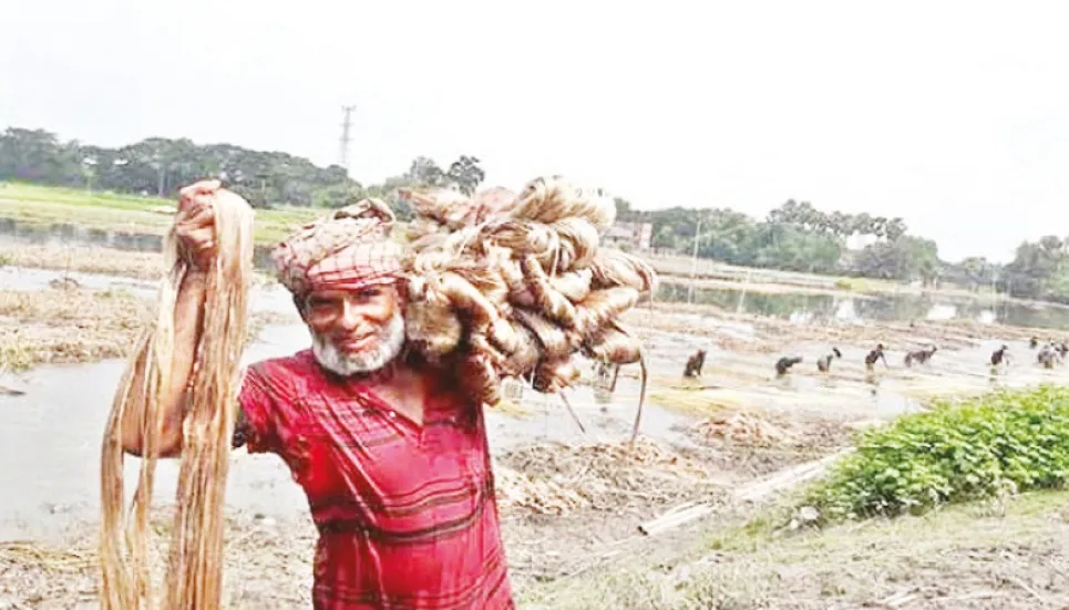 Jute brings smile on Kushita farmers’ face 