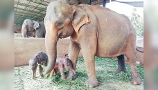 Sri Lanka reports rare birth of elephant twins