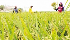 Govt unveils plan to double rice production by 2050 