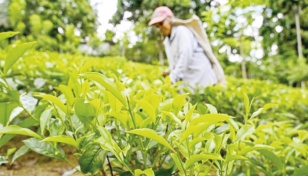 Sri Lanka’s organic revolution threatens tea industry 