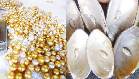 Youths looking for fortune through pearl culture 