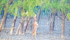 Tourists throng Sundarbans as govt lifts ban 