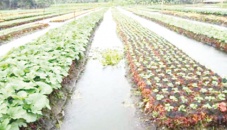 Floating farming gains popularity in Gopalganj 