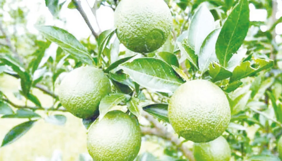 Citrus fruit farming contributes to Rajshahi’s economy 