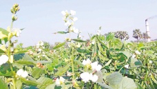 Early winter bean farming makes farmers happy 