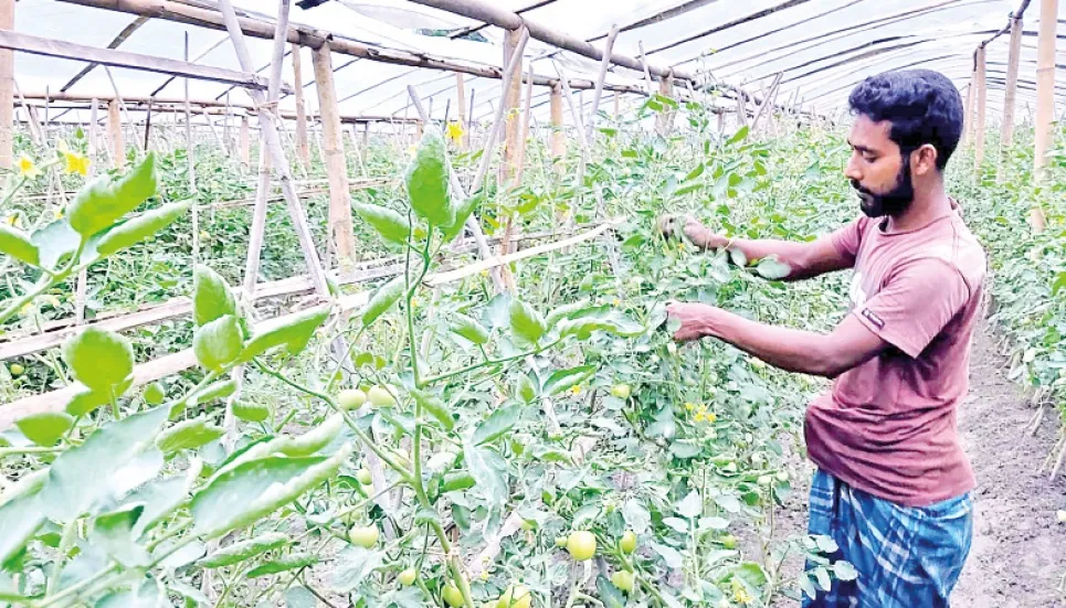 Off-season tomato turns into money-spinner 