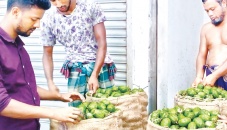 Price fall frustrates hog plum growers 