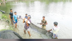 Fish farmers incur Tk 335cr loss in Mymensingh 