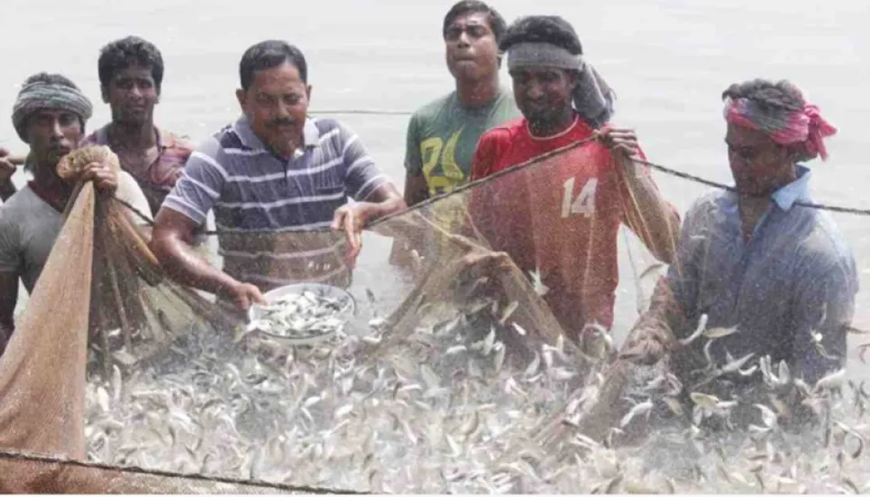 How Jashore fisheries output grows amid pandemic