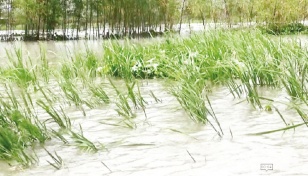 Flood inundates 2,000 hectares of cropland in Faridpur 