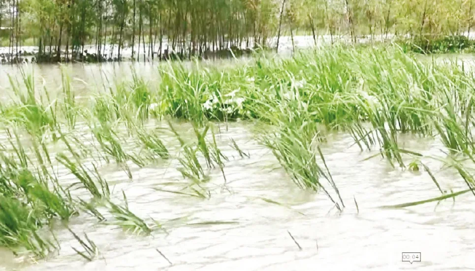 Flood inundates 2,000 hectares of cropland in Faridpur 