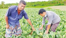 Cauliflower farming delights Rajshahi farmers 