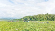 Water hyacinth clogs Kaptai Lake 