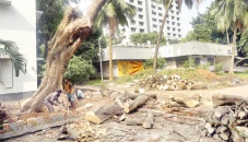 Tree felling at DU triggers student protests 