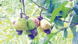 Khulna University sprouts cashew nuts in salty land 