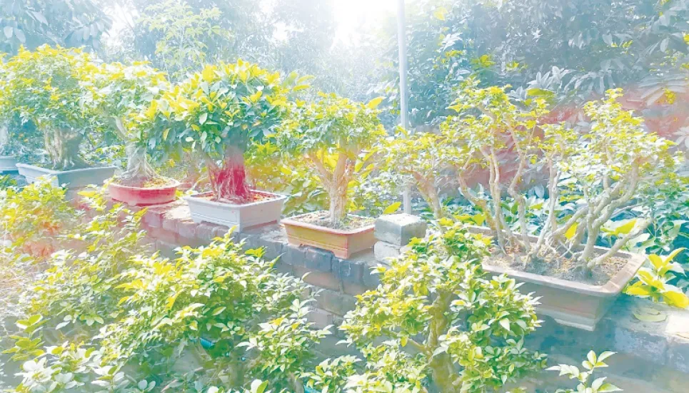 Bonsai nurturing turns into good business 