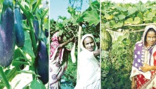 Vegetable farming brings fortune to thousands in Rangpur region 