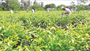 Tea farming in Lalmonirhat gaining momentum slowly 