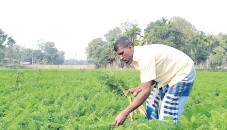 Carrot farming gains momentum 