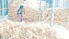 Faridpur farmers worried over fall in jute prices 