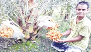 Chapainawabganj young date farmer defeats negativity 