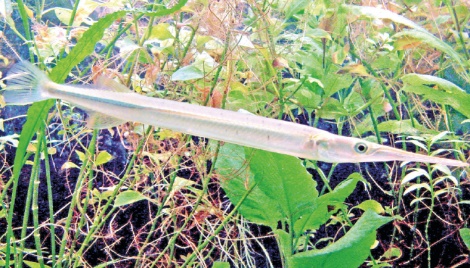 Fish farmer claims to discover artificial breeding of Kakila 