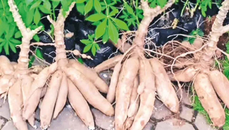 Cassava turning into a cash crop for Cumilla farmers 