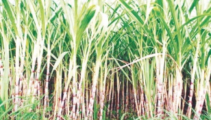 Bumper sugarcane yield expected 